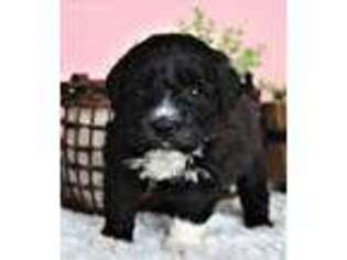 Saint Berdoodle Puppy for sale in Syracuse, IN, USA