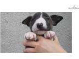 Bull Terrier Puppy for sale in New York, NY, USA