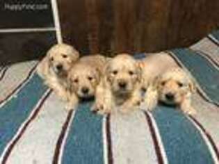 Golden Retriever Puppy for sale in Knox, IN, USA
