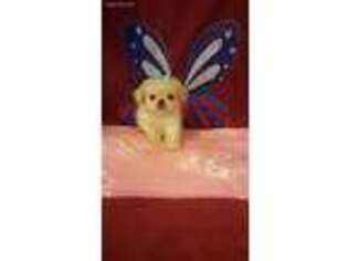 Pekingese Puppy for sale in Blanchester, OH, USA