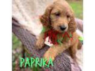 Goldendoodle Puppy for sale in Springvale, ME, USA
