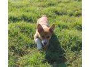 Pembroke Welsh Corgi Puppy for sale in Willows, CA, USA