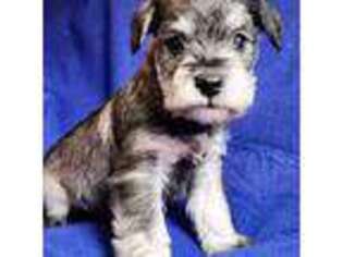 Mutt Puppy for sale in Steuben, WI, USA