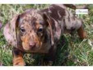 Dachshund Puppy for sale in Fayetteville, AR, USA