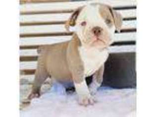 Olde English Bulldogge Puppy for sale in El Paso, TX, USA