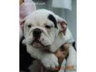 Bulldog Puppy for sale in Uxbridge, MA, USA