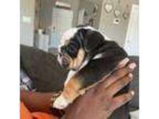 Bulldog Puppy for sale in Goodyear, AZ, USA
