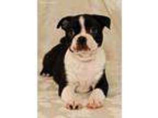 Boston Terrier Puppy for sale in Roy, WA, USA