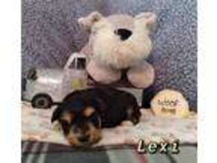 Mutt Puppy for sale in Limestone, TN, USA