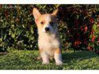 Pembroke Welsh Corgi Puppy for sale in Stockton, CA, USA