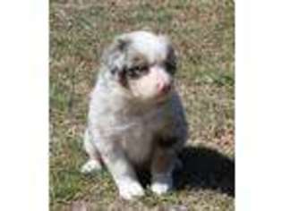 Australian Shepherd Puppy for sale in Land O Lakes, FL, USA