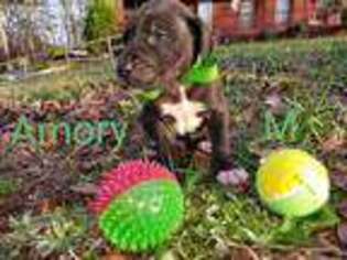 Great Dane Puppy for sale in Cedartown, GA, USA