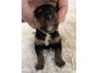 Bernese Mountain Dog Puppy for sale in North Vernon, IN, USA
