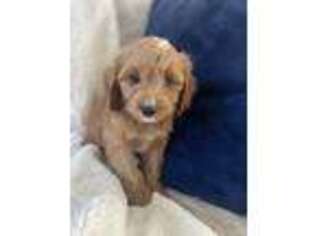 Cavapoo Puppy for sale in Worcester, MA, USA