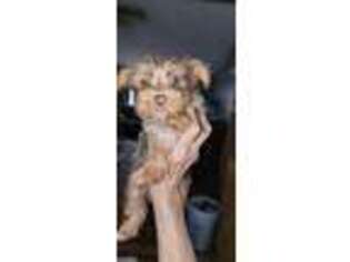 Yorkshire Terrier Puppy for sale in Greeneville, TN, USA