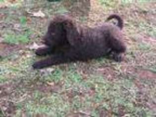 Labradoodle Puppy for sale in Batesville, AR, USA