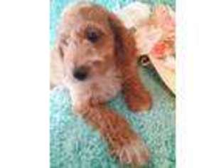 Goldendoodle Puppy for sale in Lewisburg, OH, USA