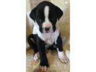 Boxer Puppy for sale in Cordova, TN, USA
