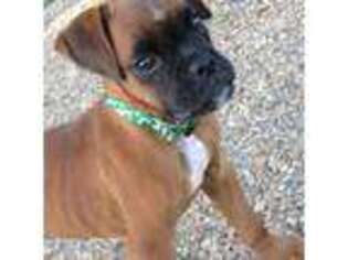 Boxer Puppy for sale in Delano, TN, USA