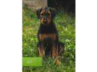 Airedale Terrier Puppy for sale in Worden, MT, USA