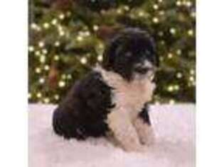 Portuguese Water Dog Puppy for sale in Atmore, AL, USA