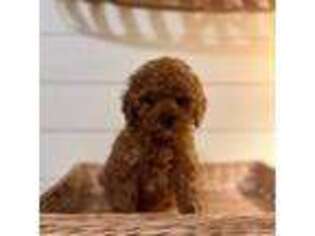 Cavapoo Puppy for sale in Hellertown, PA, USA