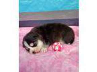 Mutt Puppy for sale in Hunlock Creek, PA, USA