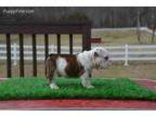 Bulldog Puppy for sale in Oliver Springs, TN, USA