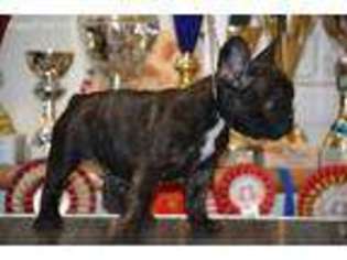 French Bulldog Puppy for sale in Tamaqua, PA, USA