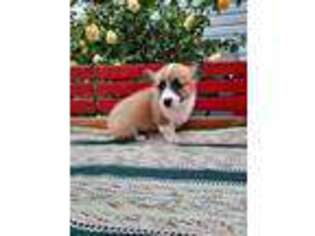 Pembroke Welsh Corgi Puppy for sale in Washington, IN, USA