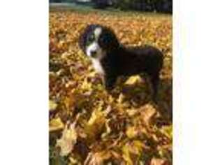 Bernese Mountain Dog Puppy for sale in Milford, IN, USA