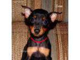 Miniature Pinscher Puppy for sale in Elkland, MO, USA