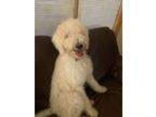 Labradoodle Puppy for sale in Old Bridge, NJ, USA