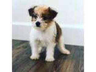 Shorkie Tzu Puppy for sale in Randallstown, MD, USA