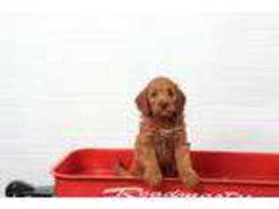 Goldendoodle Puppy for sale in Lodi, NY, USA