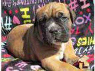 Cane Corso Puppy for sale in Jacksonville, NC, USA