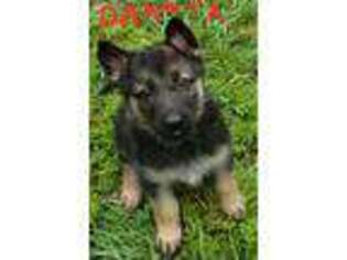 German Shepherd Dog Puppy for sale in Hawthorne, FL, USA