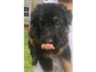 German Shepherd Dog Puppy for sale in New Milford, CT, USA