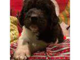 Newfoundland Puppy for sale in Eatonville, WA, USA