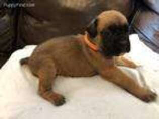 Boxer Puppy for sale in Slidell, LA, USA
