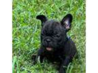 French Bulldog Puppy for sale in Chesterfield, VA, USA