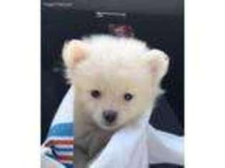 Pomeranian Puppy for sale in Locust Valley, NY, USA