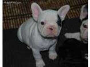 French Bulldog Puppy for sale in Summit, MS, USA