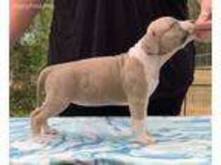 American Staffordshire Terrier Puppy for sale in Gilroy, CA, USA