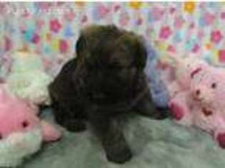 Shepadoodle Puppy for sale in Harrington, DE, USA