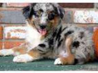 Miniature Australian Shepherd Puppy for sale in Omaha, NE, USA