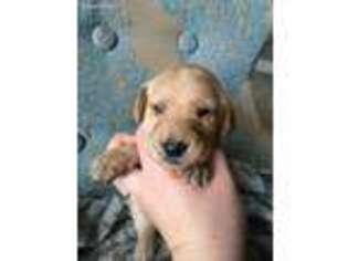 Goldendoodle Puppy for sale in Oregon City, OR, USA