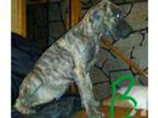 Great Dane Puppy for sale in FLINTSTONE, MD, USA