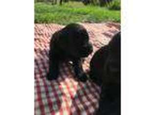 Labradoodle Puppy for sale in Marion, KY, USA