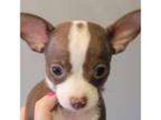 Chihuahua Puppy for sale in Titusville, FL, USA